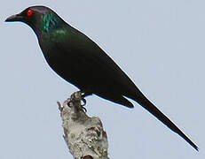 Metallic Starling