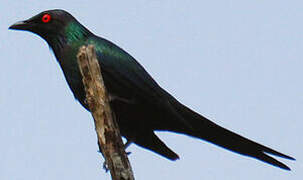 Metallic Starling