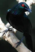 Metallic Starling