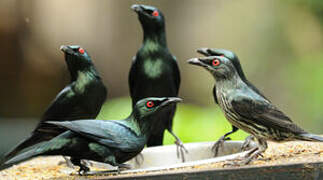 Metallic Starling