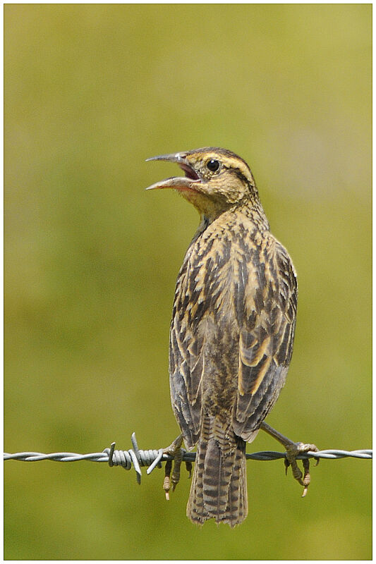 Red-breasted Meadowlarkjuvenile