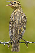 Red-breasted Blackbird