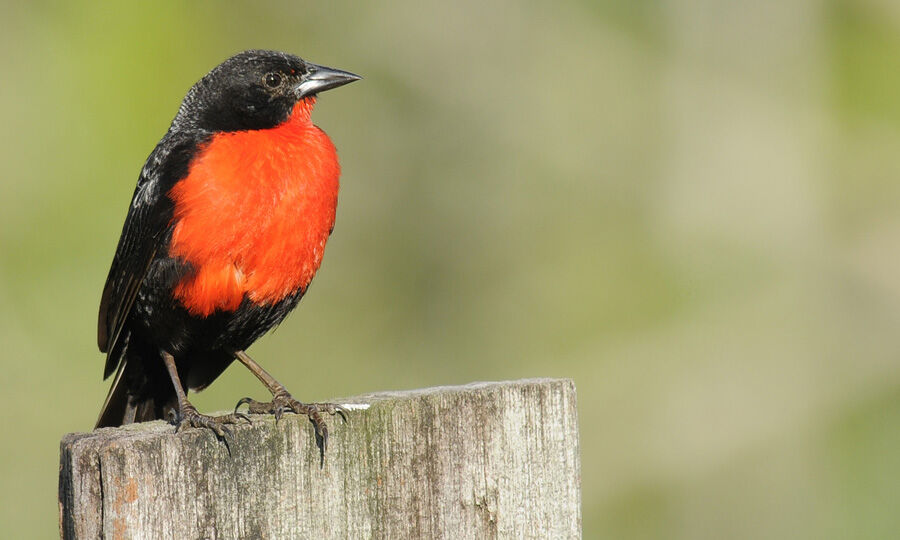 Red-breasted Blackbird male adult breeding