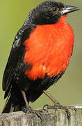 Red-breasted Meadowlark