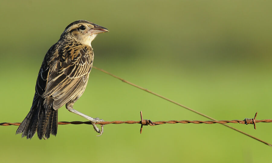 Red-breasted Blackbirdimmature