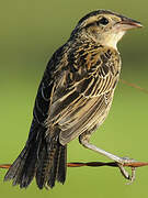 Red-breasted Meadowlark