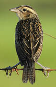 Red-breasted Meadowlark