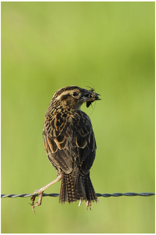 Red-breasted Meadowlark female adult