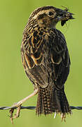 Red-breasted Meadowlark