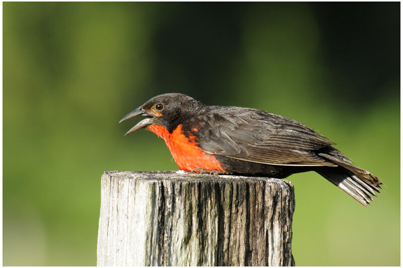 Red-breasted Blackbird male adult