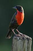 Red-breasted Meadowlark