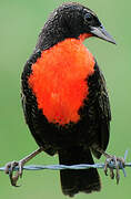 Red-breasted Blackbird