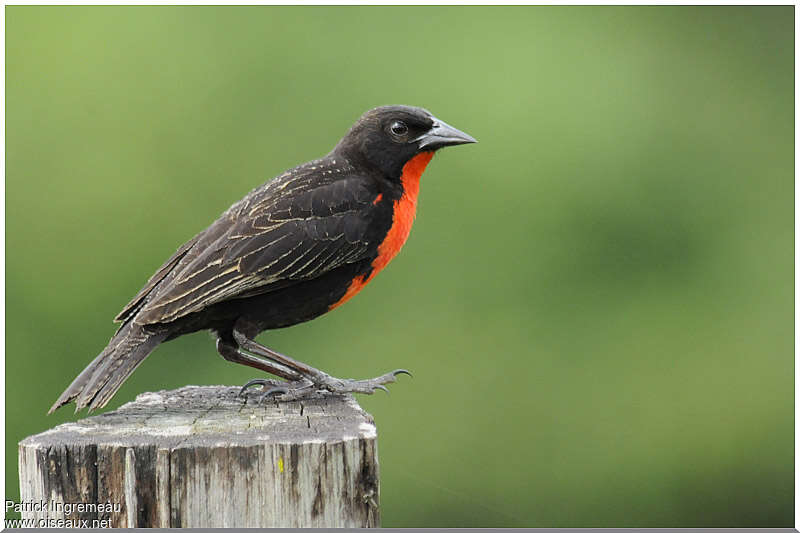 Red-breasted Blackbird male adult breeding