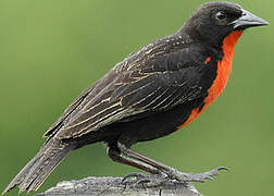 Red-breasted Blackbird