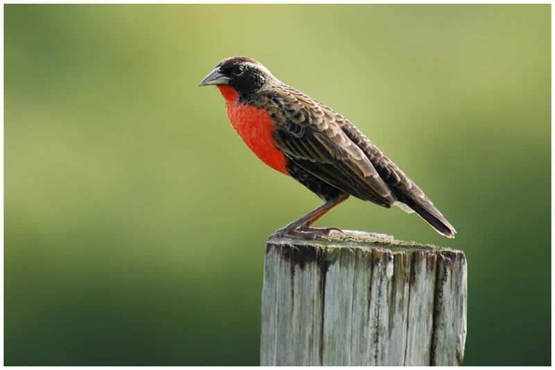 Red-breasted Blackbird male subadult