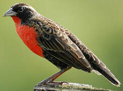 Red-breasted Meadowlark