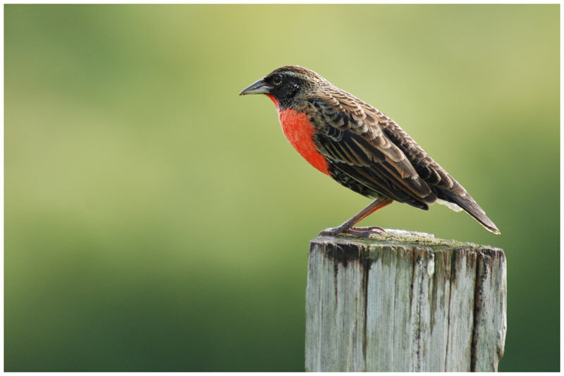 Red-breasted Meadowlark male subadult