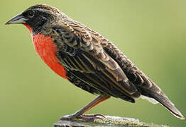 Red-breasted Blackbird