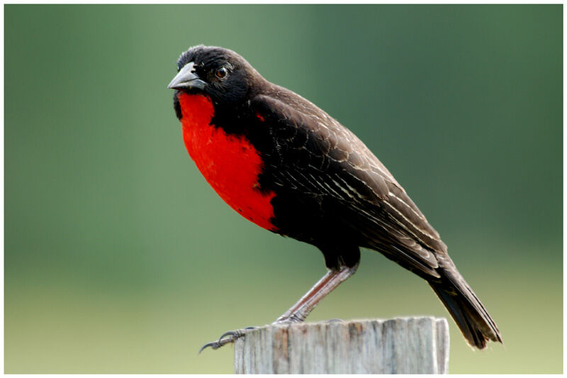 Red-breasted Blackbird male adult