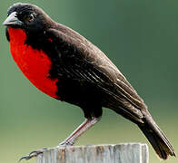 Red-breasted Blackbird