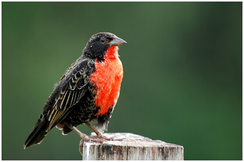 Red-breasted Meadowlark male immature