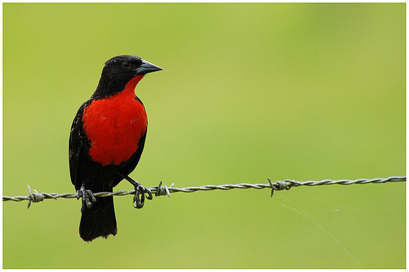 Red-breasted Blackbird male adult