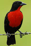 Red-breasted Blackbird