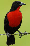 Red-breasted Meadowlark