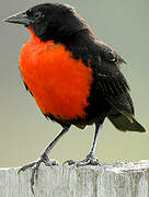 Red-breasted Blackbird