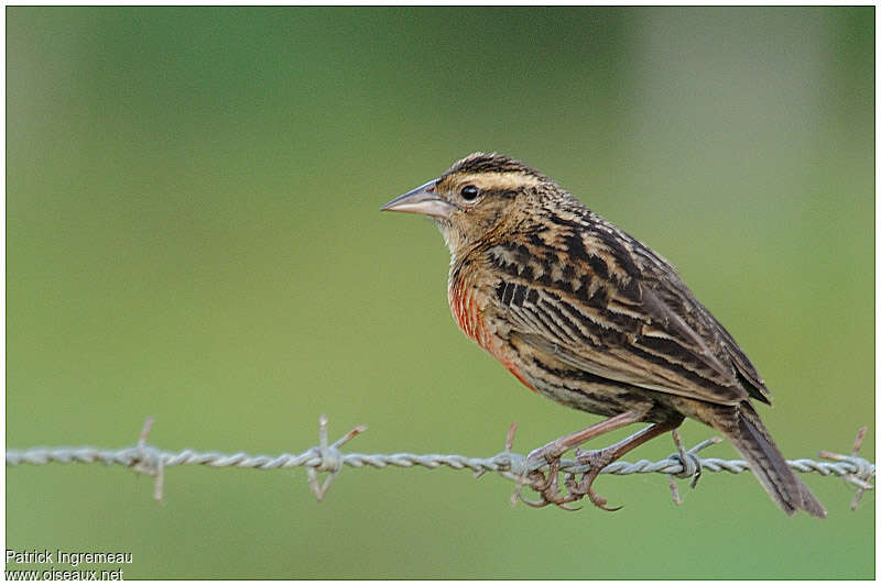 Red-breasted Meadowlark male First year, identification