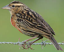 Red-breasted Blackbird