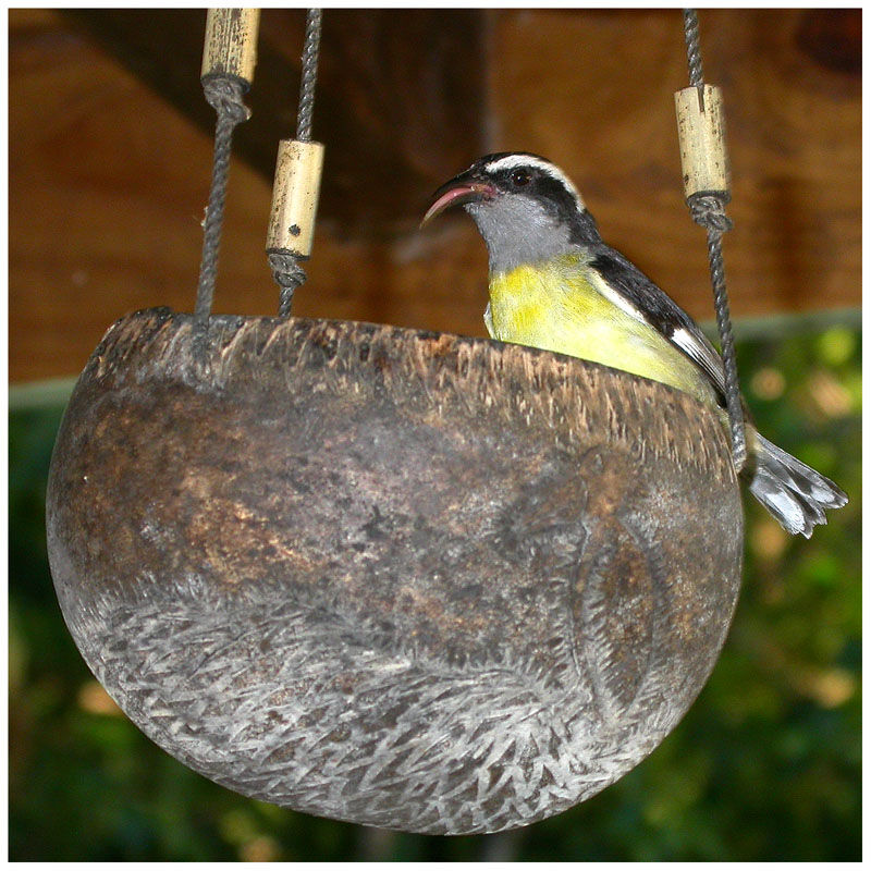 Bananaquitadult