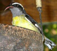 Bananaquit