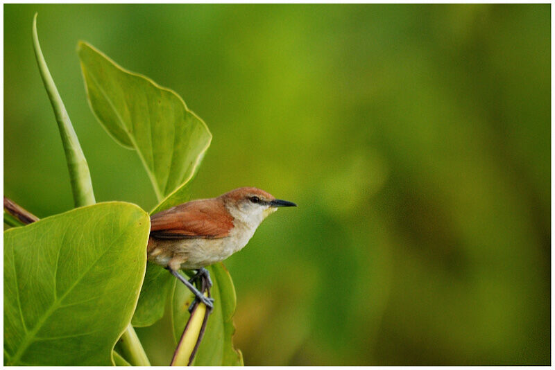 Yellow-chinned Spinetailadult