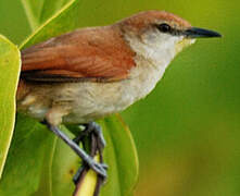 Yellow-chinned Spinetail