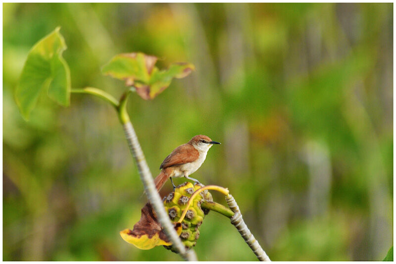 Yellow-chinned Spinetailadult