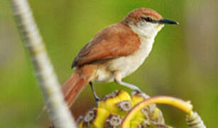 Yellow-chinned Spinetail