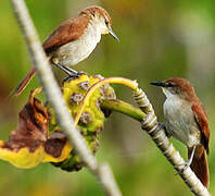 Yellow-chinned Spinetail