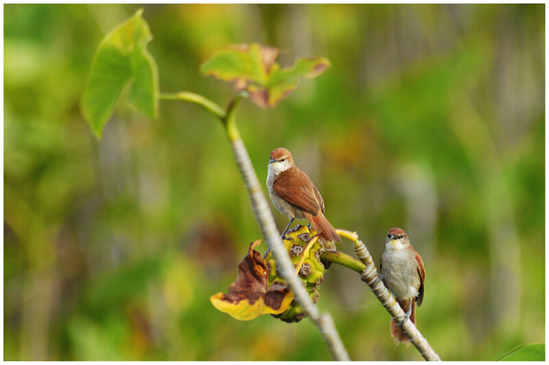 Yellow-chinned Spinetailadult