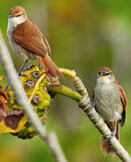 Yellow-chinned Spinetail