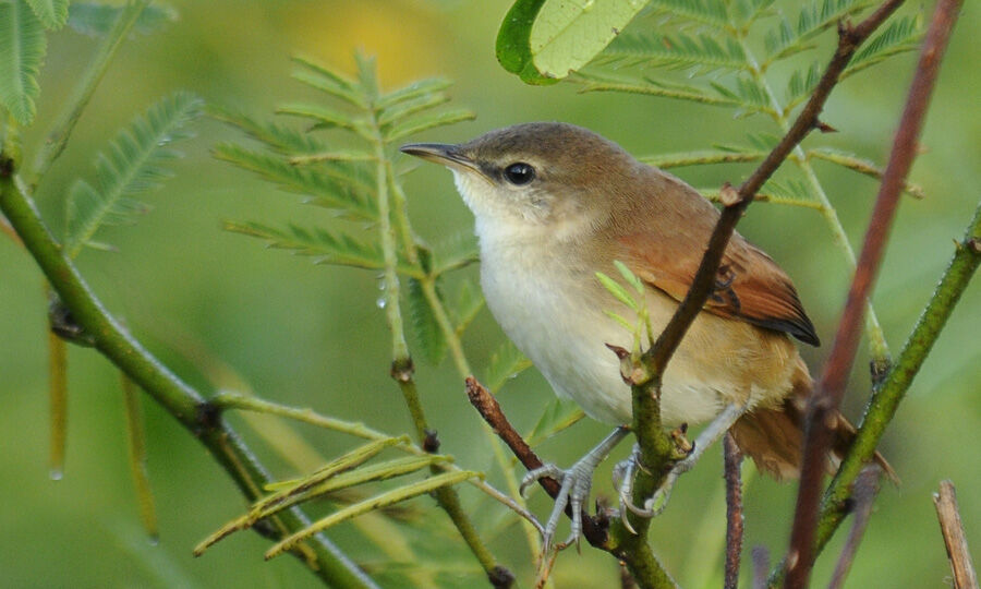 Yellow-chinned Spinetailimmature