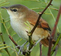 Yellow-chinned Spinetail