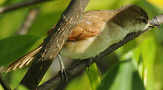 Yellow-chinned Spinetail