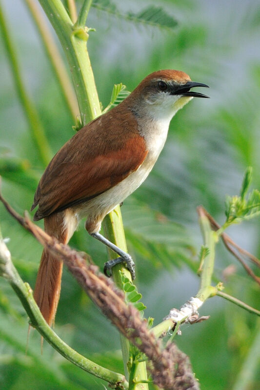 Yellow-chinned Spinetailadult