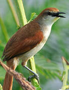 Yellow-chinned Spinetail