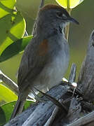 Pale-breasted Spinetail