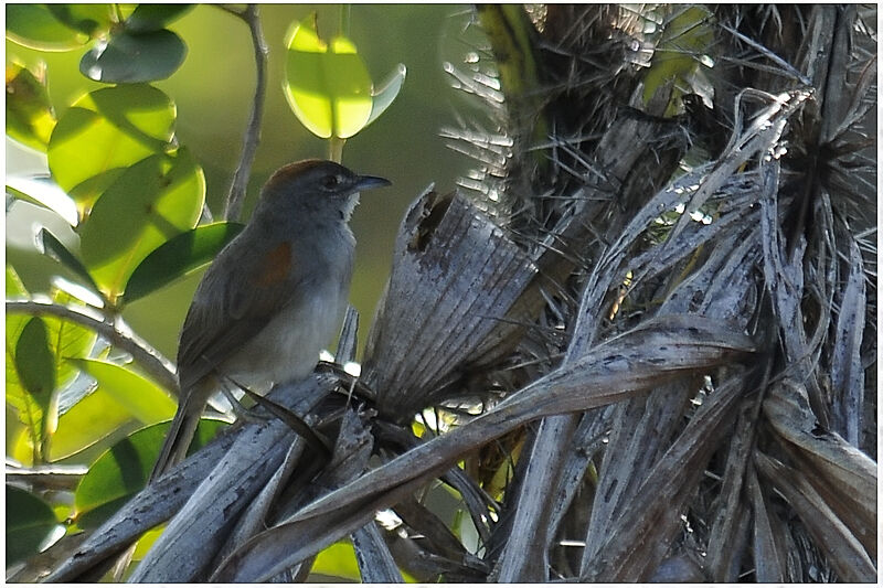 Pale-breasted Spinetailadult