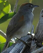 Pale-breasted Spinetail