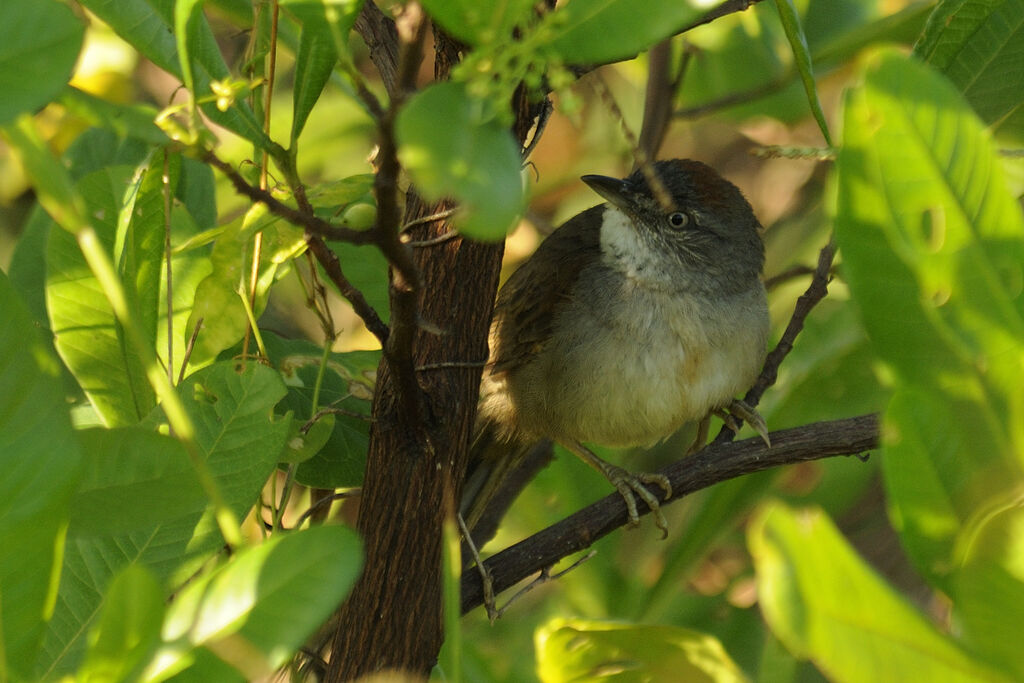 Pale-breasted Spinetailadult