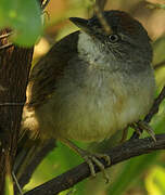 Pale-breasted Spinetail